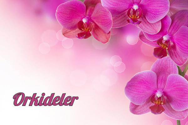 Orkide Kategorisi