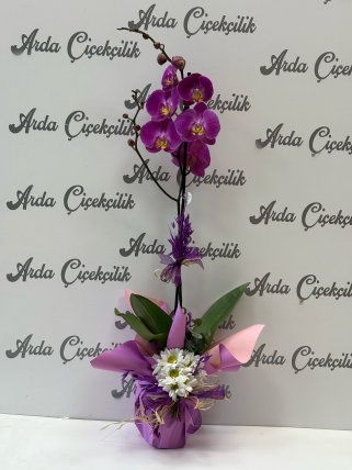 Zarif Mor tekli Orkide Aranjmanı